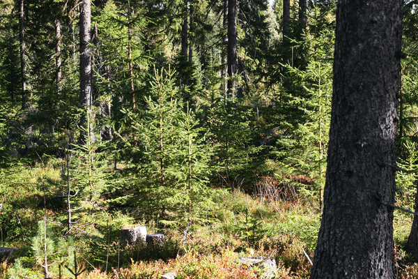 Hyggesfritt skogsbruk. Foto: Bo Persson