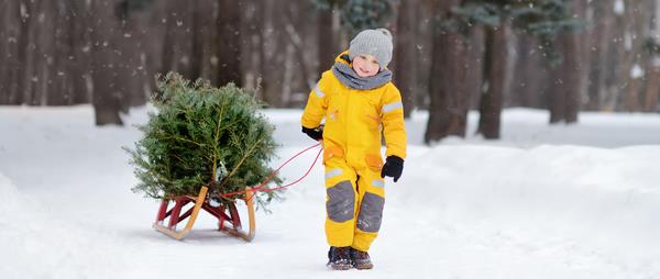 Pojke som drar julgran på släde. Foto: Maria Sbytova