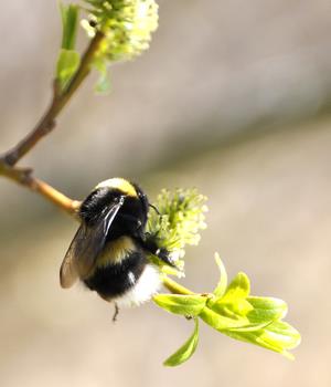 En humla samlar livsviktig nektar på tidigblommande sälg. Foto: Ann-Christine Eliasson, MostPhotos