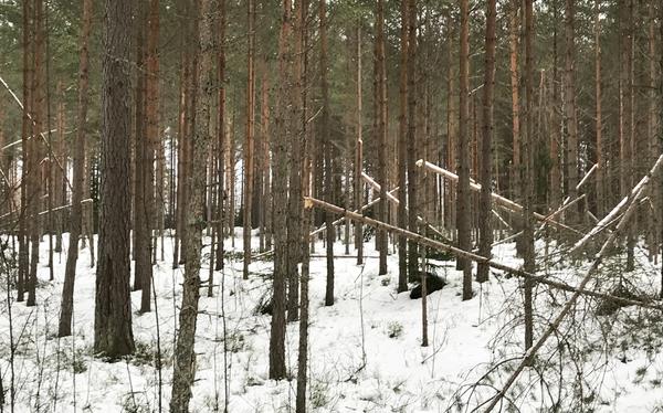 Snöbrott i tallskog, Värmland. Foto: Magnus Nordström, Skogsstyrelsen