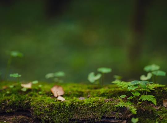 Närbild på skog, mossa och fallna löv.Foto: Mostphotos. 